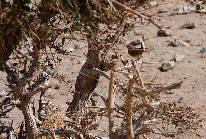 Siberian Rubythroat